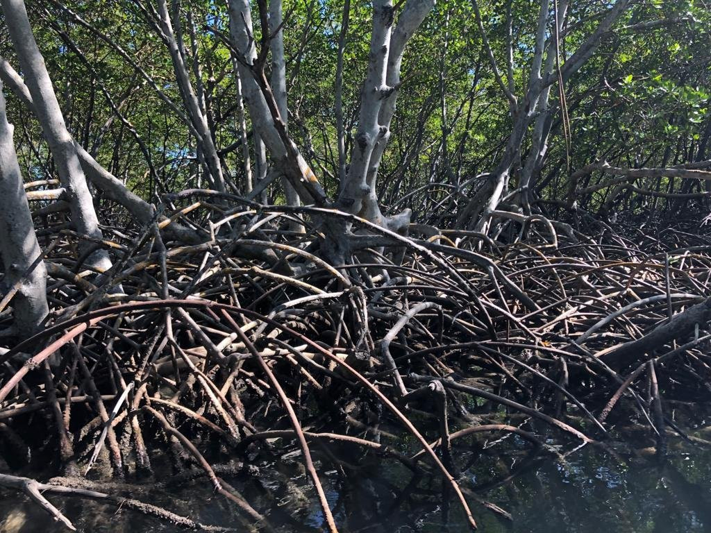 Paradise Island & The Mangroves (Cayo Arena)景点图片