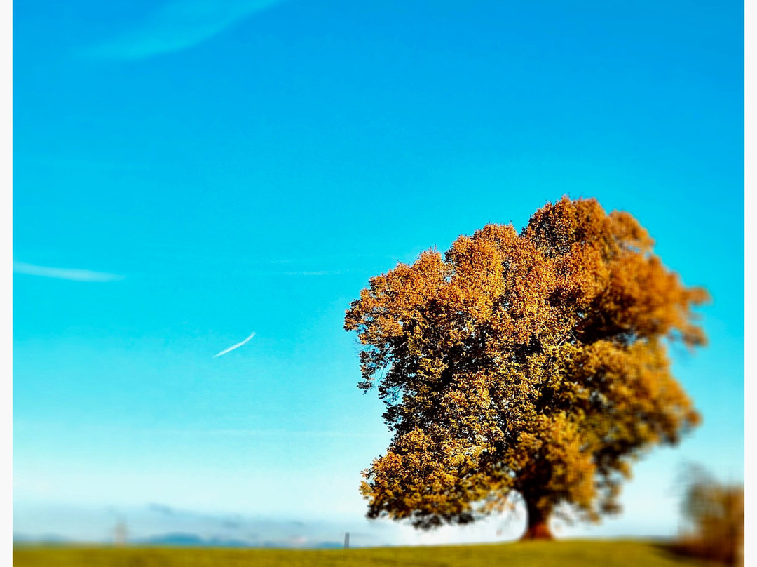 Samstagern旅游攻略图片