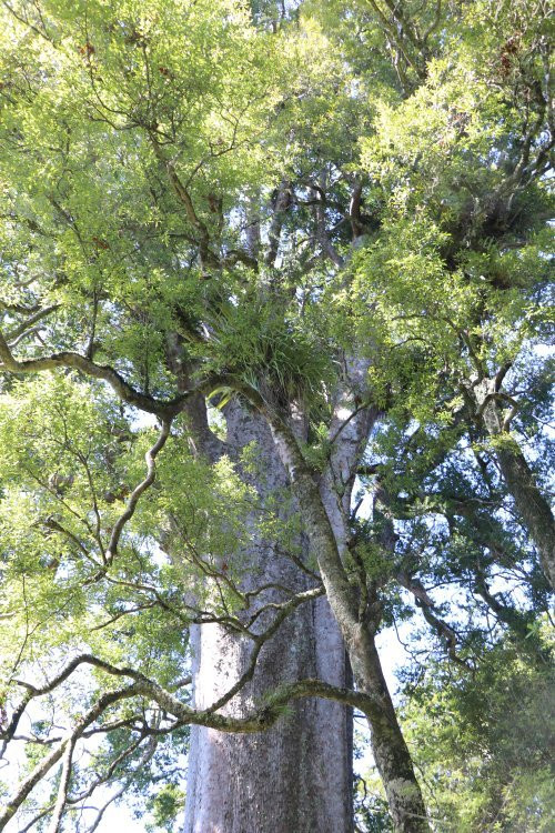 Square Kauri Tree-科罗曼德必去景点