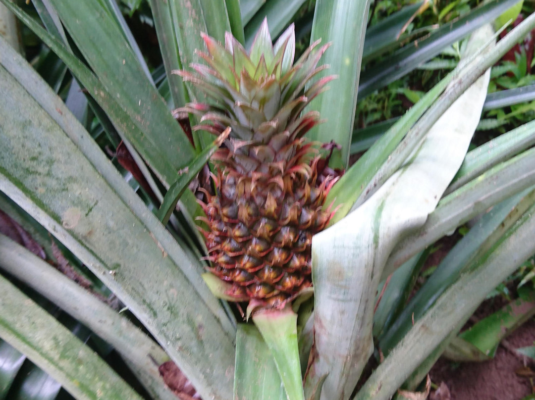 One Bali Agrowisata-Beraban必去景点