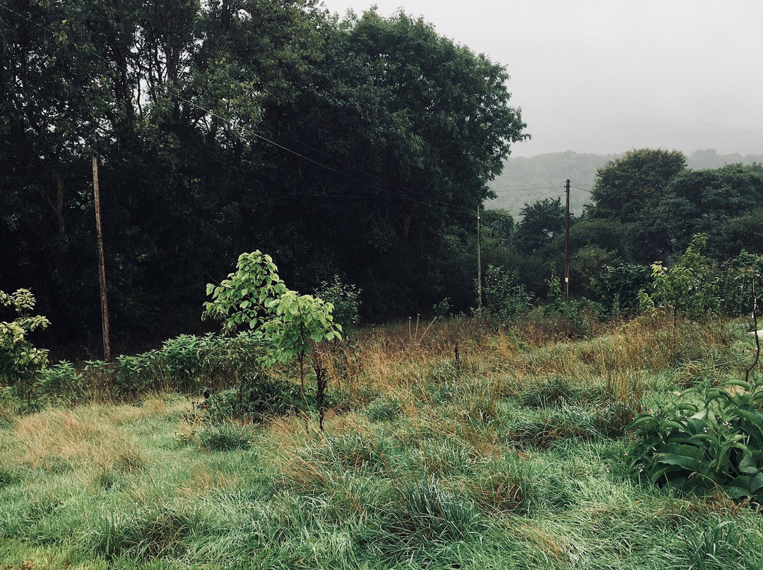 Forest Garden Wales景点图片