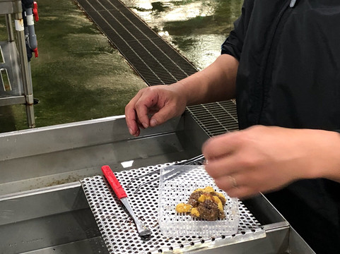 Uni-muki Experience Center-礼文町必去景点