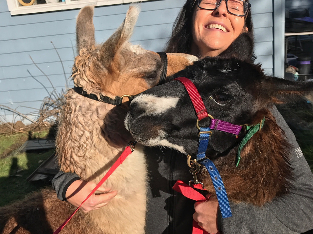 Llama Farma-Elizabeth Town必去景点