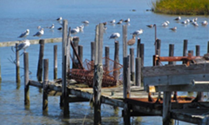 Tangier Island Cruises-Crisfield必去景点