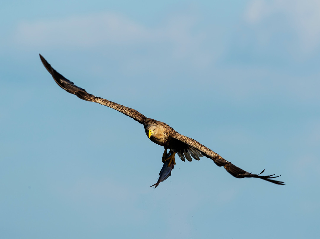 Fotołowy  - Orły z Bliska (Eagles of the Oder Delta )景点图片