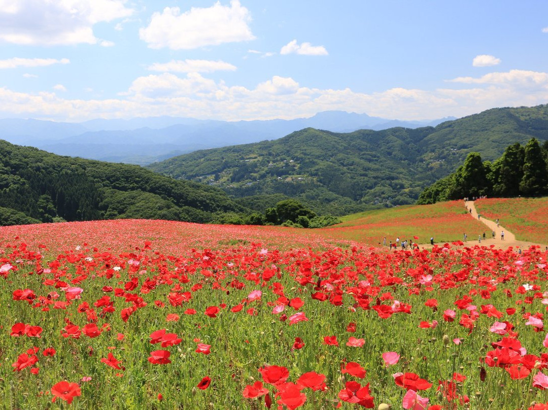 Chichibu Kogen Farm-东秩父村必去景点