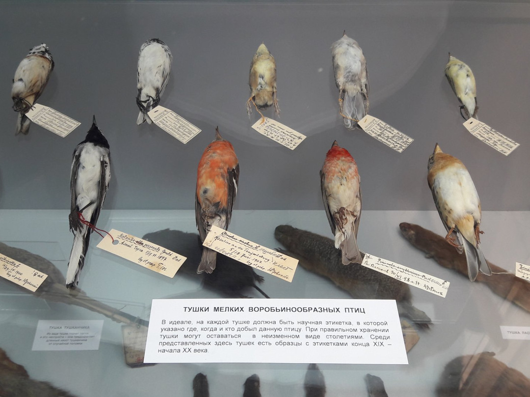 Nature Museum of Novosibirsk State Museum of Local Lore-新西伯利亚必去景点