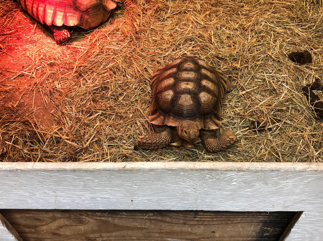 Urban Safari Rescue Society-素里必去景点