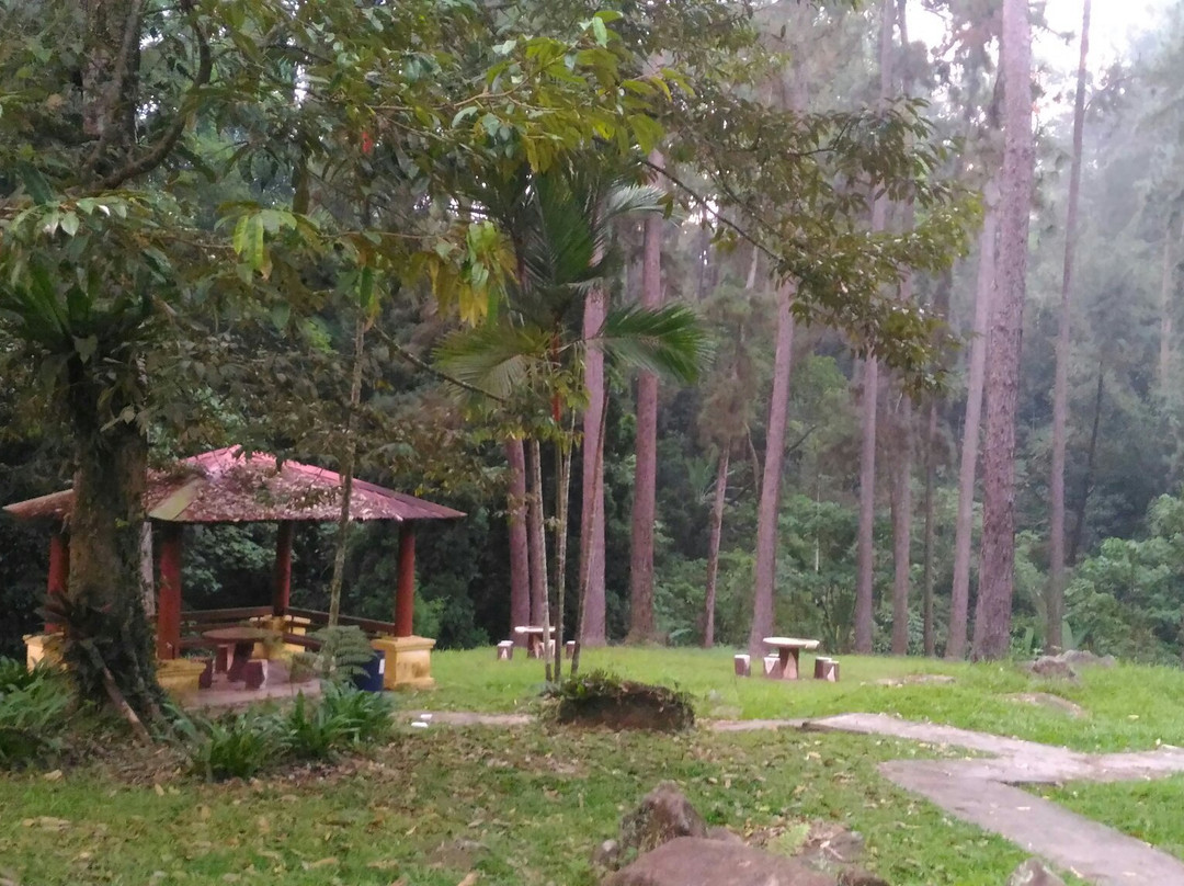 Coniferous Forest-武吉丁宜高原必去景点