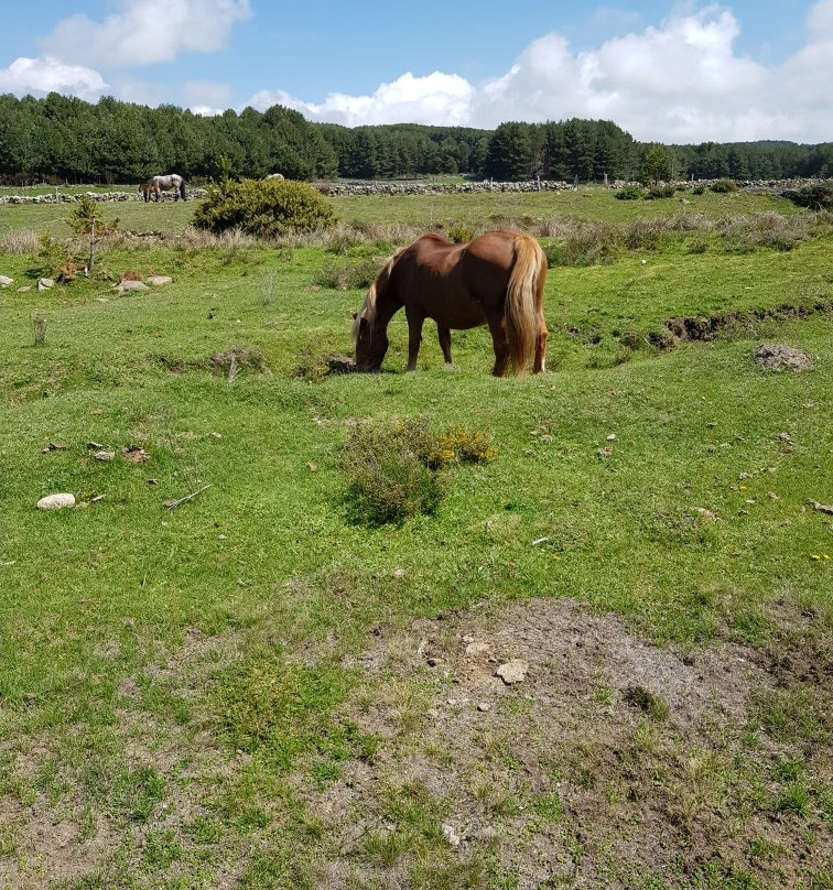 Camping Navagredos