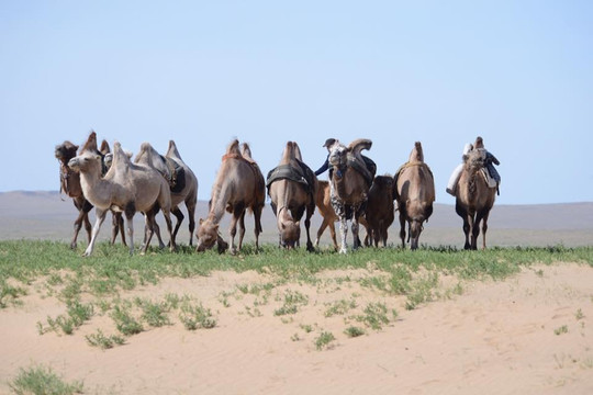 Ikh Nart Nature Reserve 4 days travel