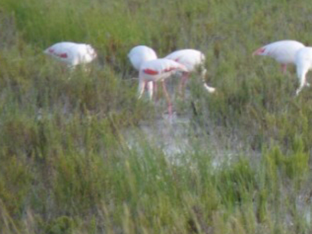 Cadiz Birding-塔里法必去景点