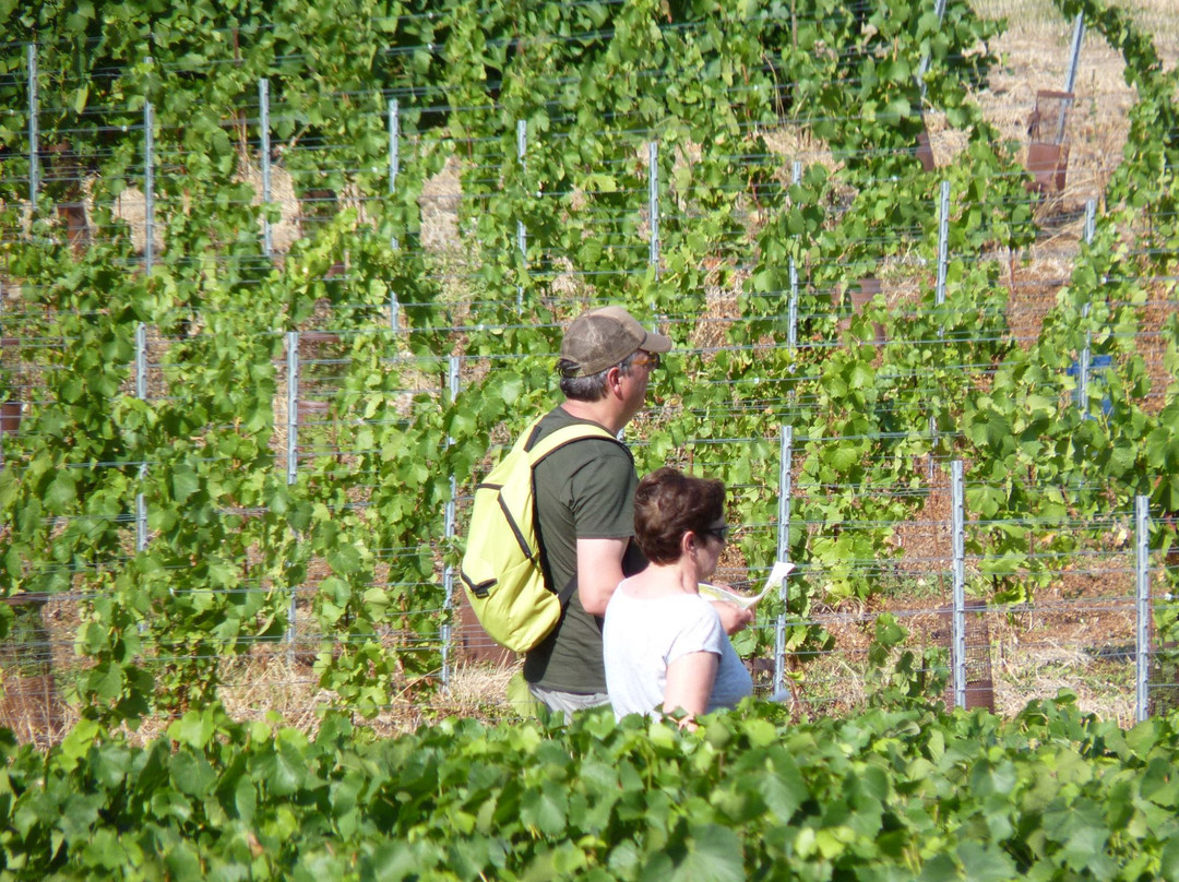 CAP Orientation-Sillery必去景点