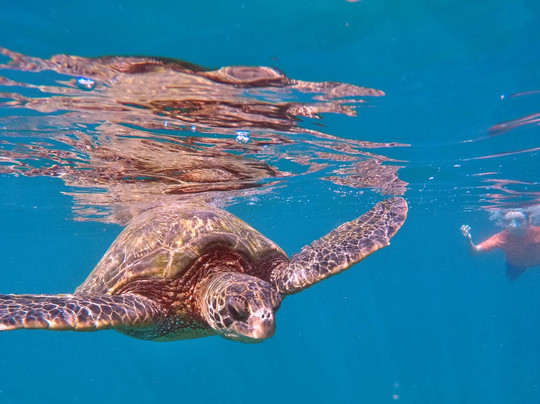 Auntie Snorkel Kihei-基黑必去景点