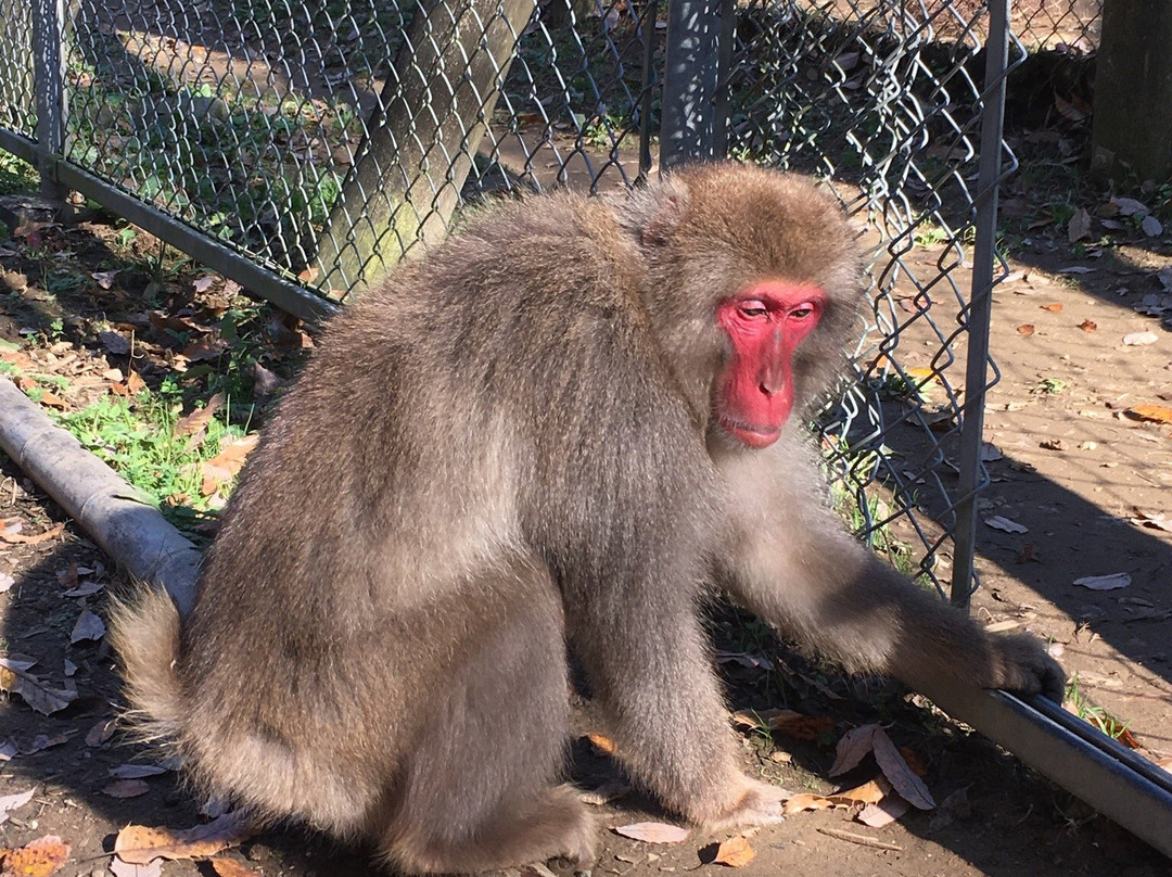 Takagoyama Nature Zoo-富津市必去景点