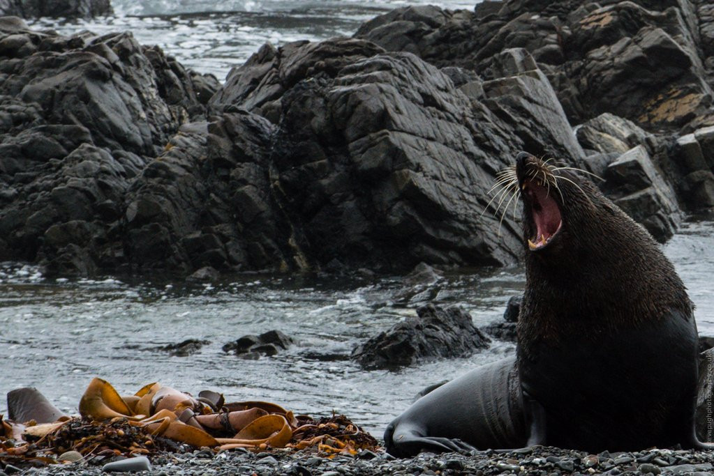 Seal Coast Safari景点图片