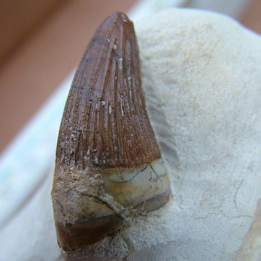 Fossilien Besuchersteinbruch Mühlheim-Mornsheim必去景点
