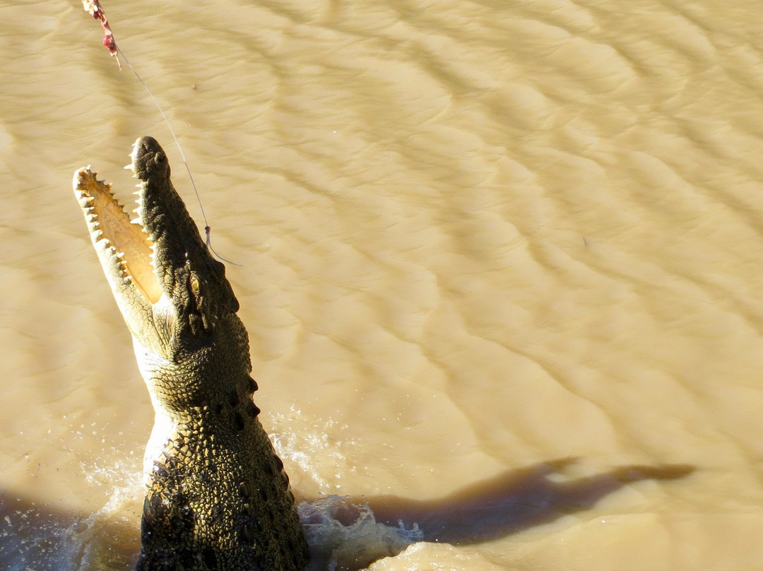 Litchfield Tours-达尔文市必去景点