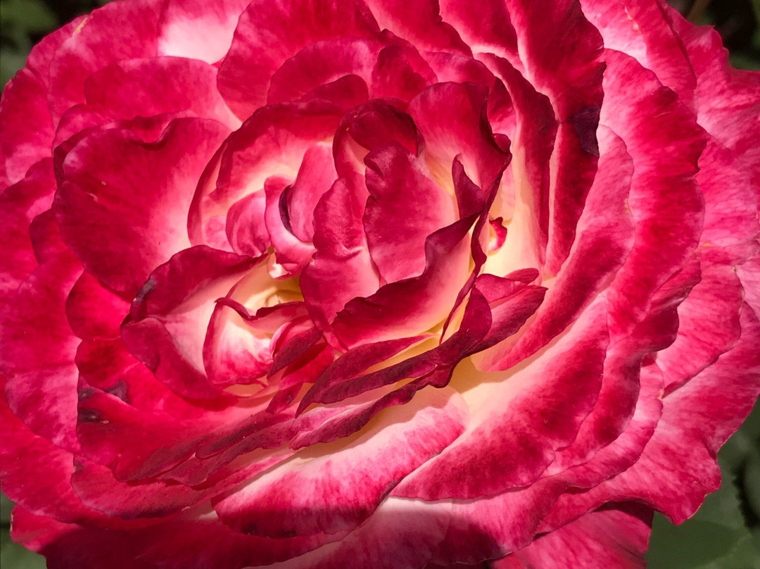 Rose Garden in Avery Park-科瓦利斯必去景点