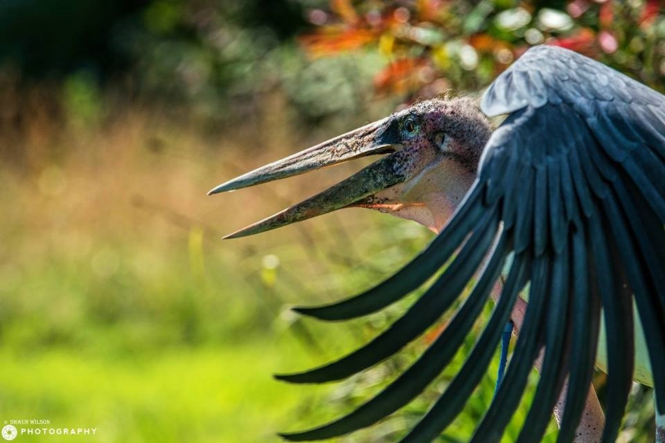 Gauntlet Birds Of Prey景点图片