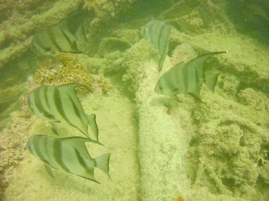 Mermaid Therapy Charters-Stock Island必去景点