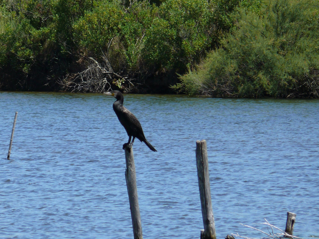 Ornithological Reserve of Teich景点图片