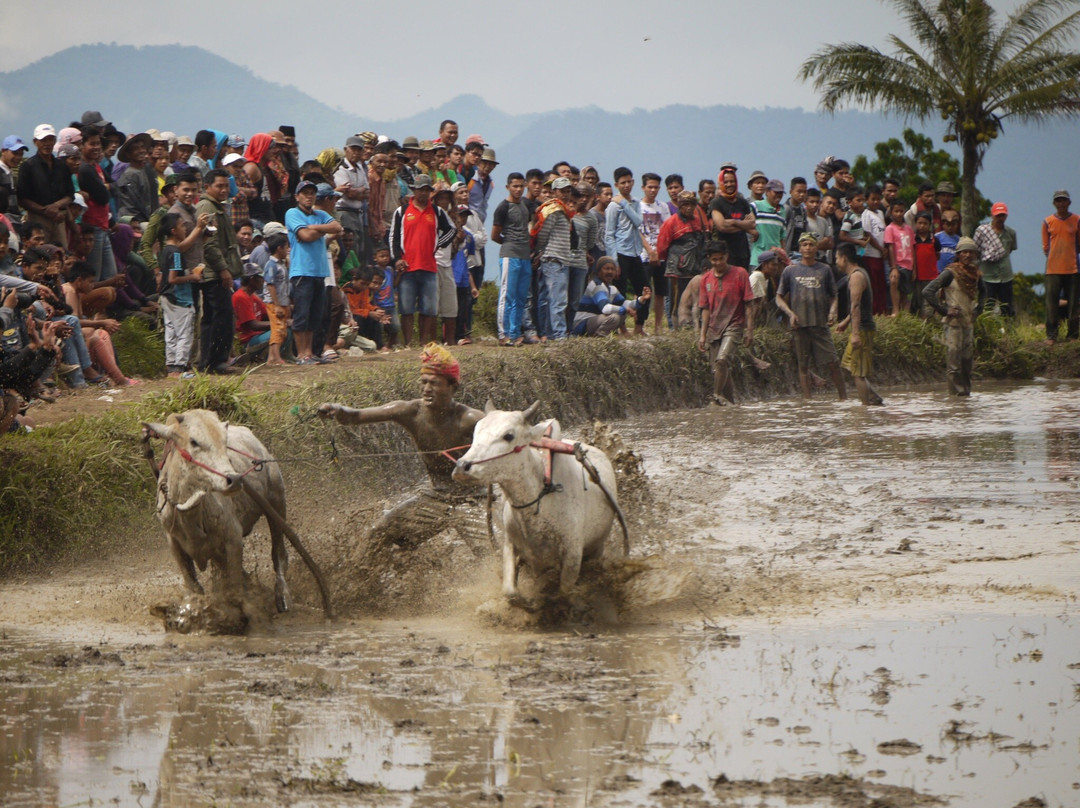 Bull Race Festival-Payakumbuh必去景点