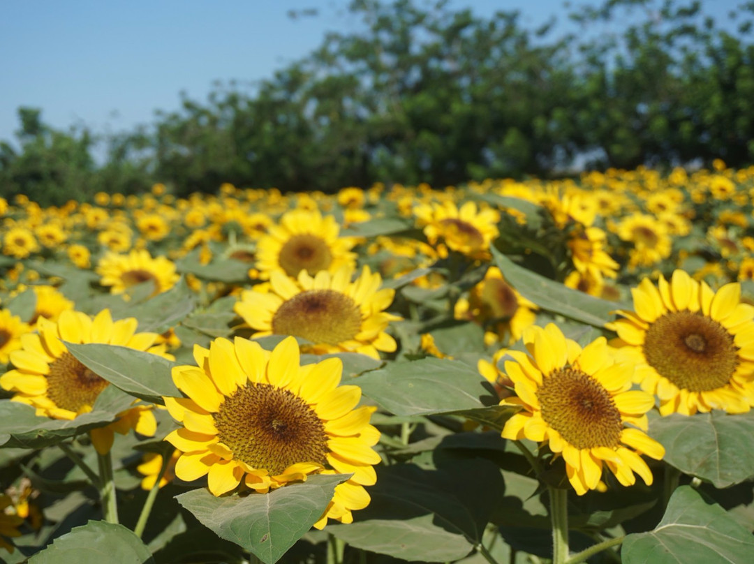 Sunflower-Maze Allied Botanical Corporation景点图片