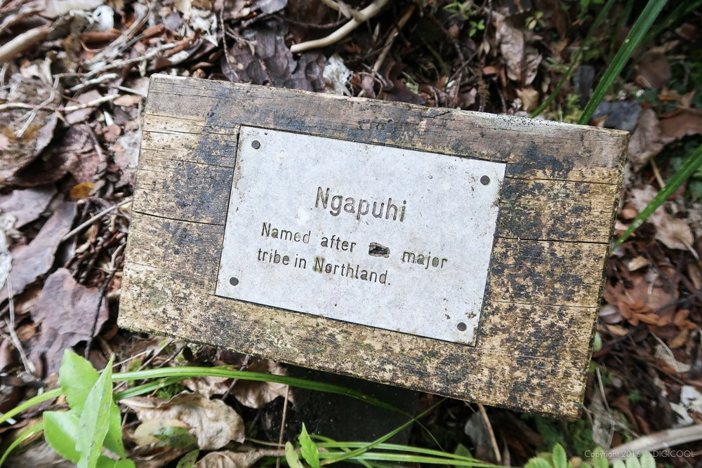 Omahuta Kauri Sanctuary-Mangamuka必去景点