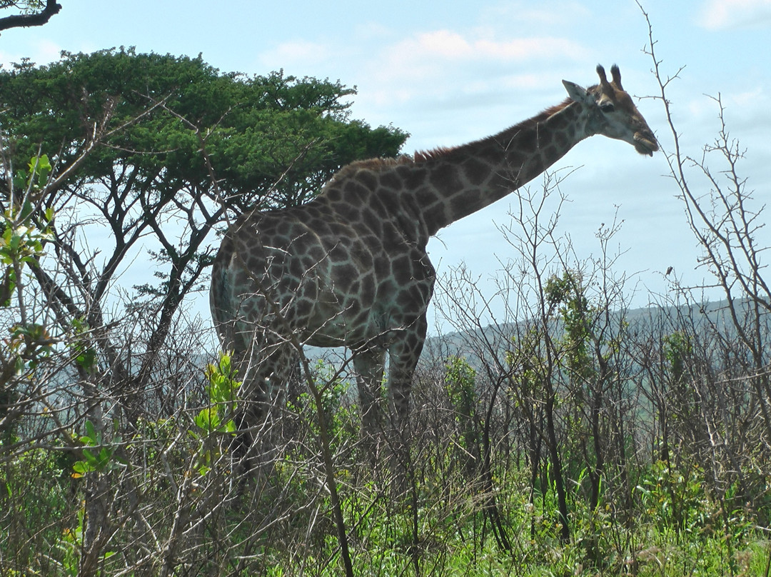 Durban Day Safaris景点图片