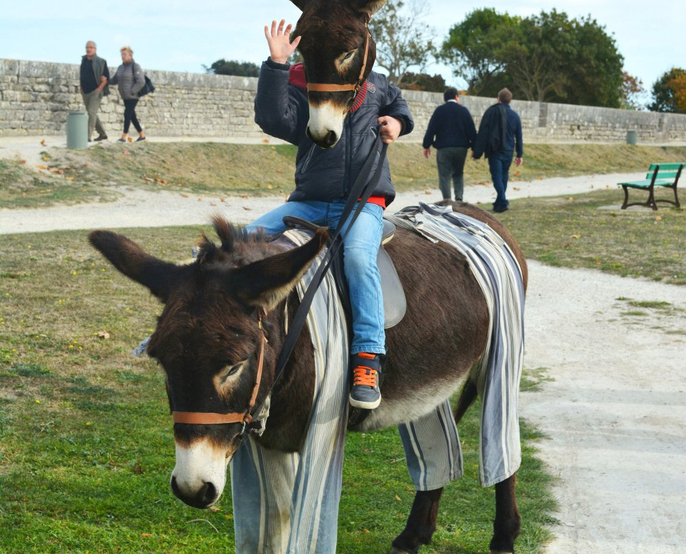 Anes en Culotte-Saint Martin de Re必去景点