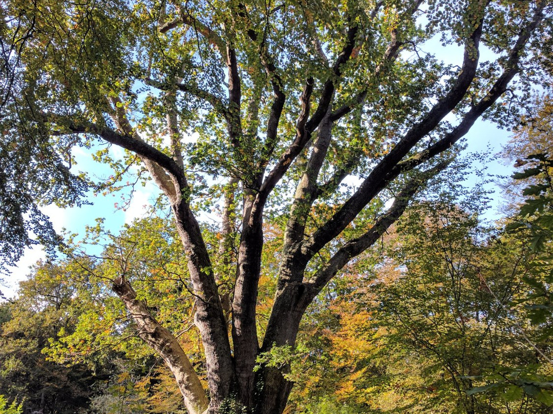 Knightwood Oak Tree景点图片