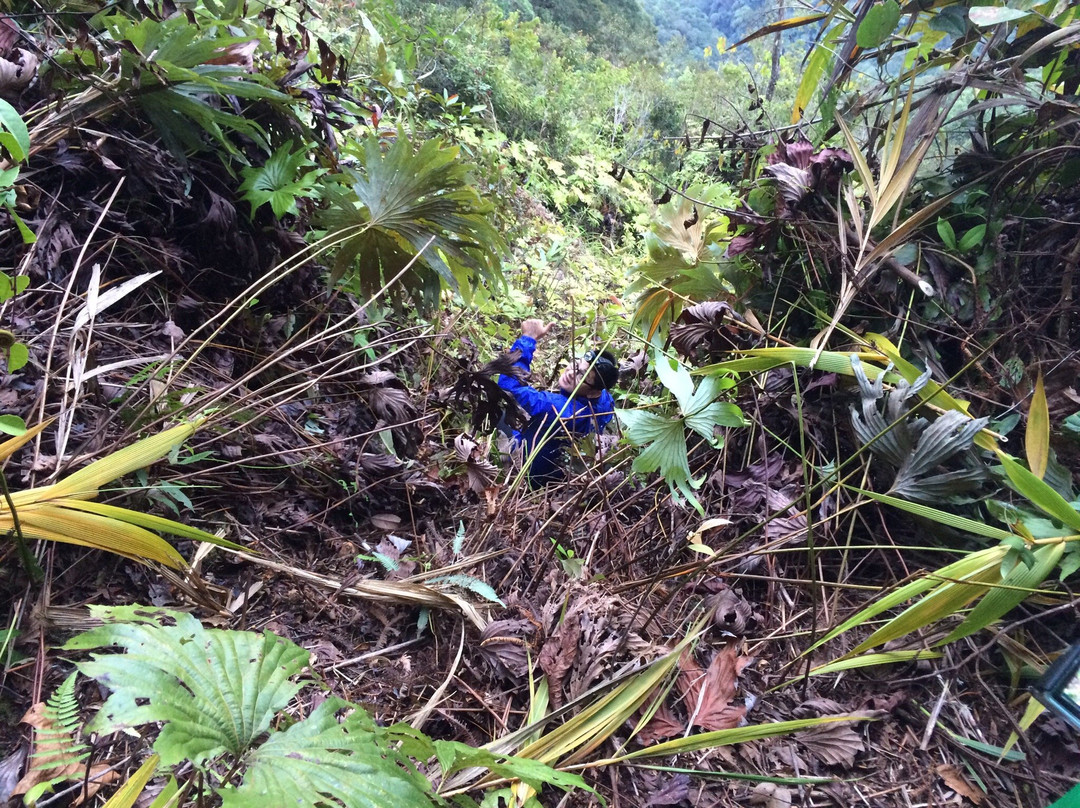 Gunung Mulu Summit Trek-姆鲁国家公园必去景点