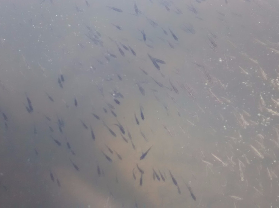 Represa João Gasparini-维涅杜必去景点