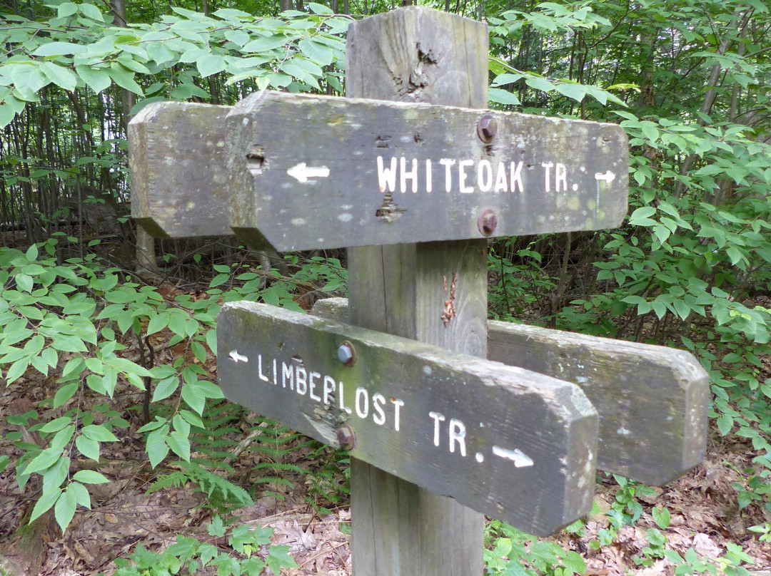 Limberlost Trail-雪兰多国家公园必去景点