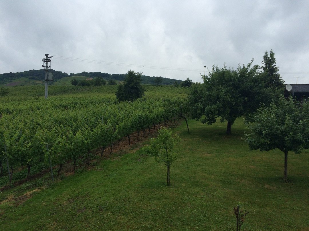 Ferienweingut-Liebfried