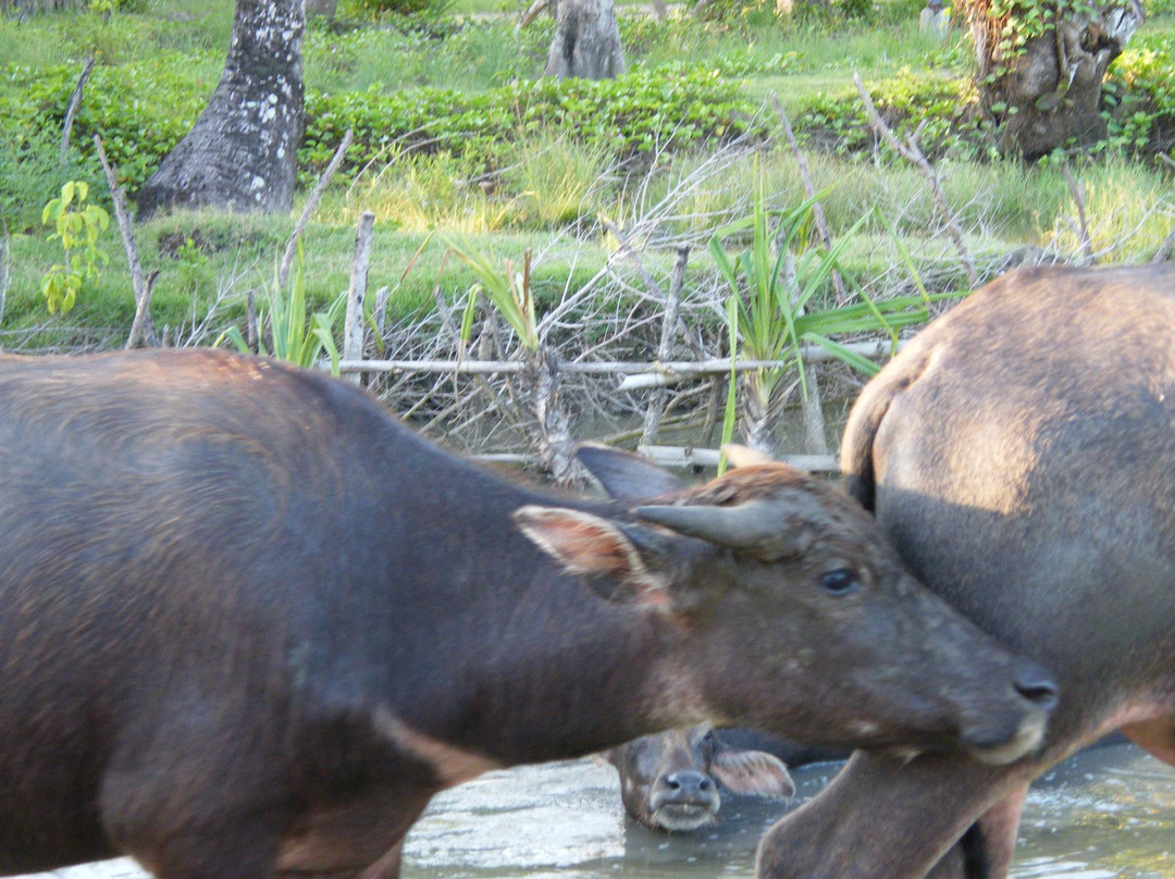 Lombok Inbound Tours-Senggigi必去景点