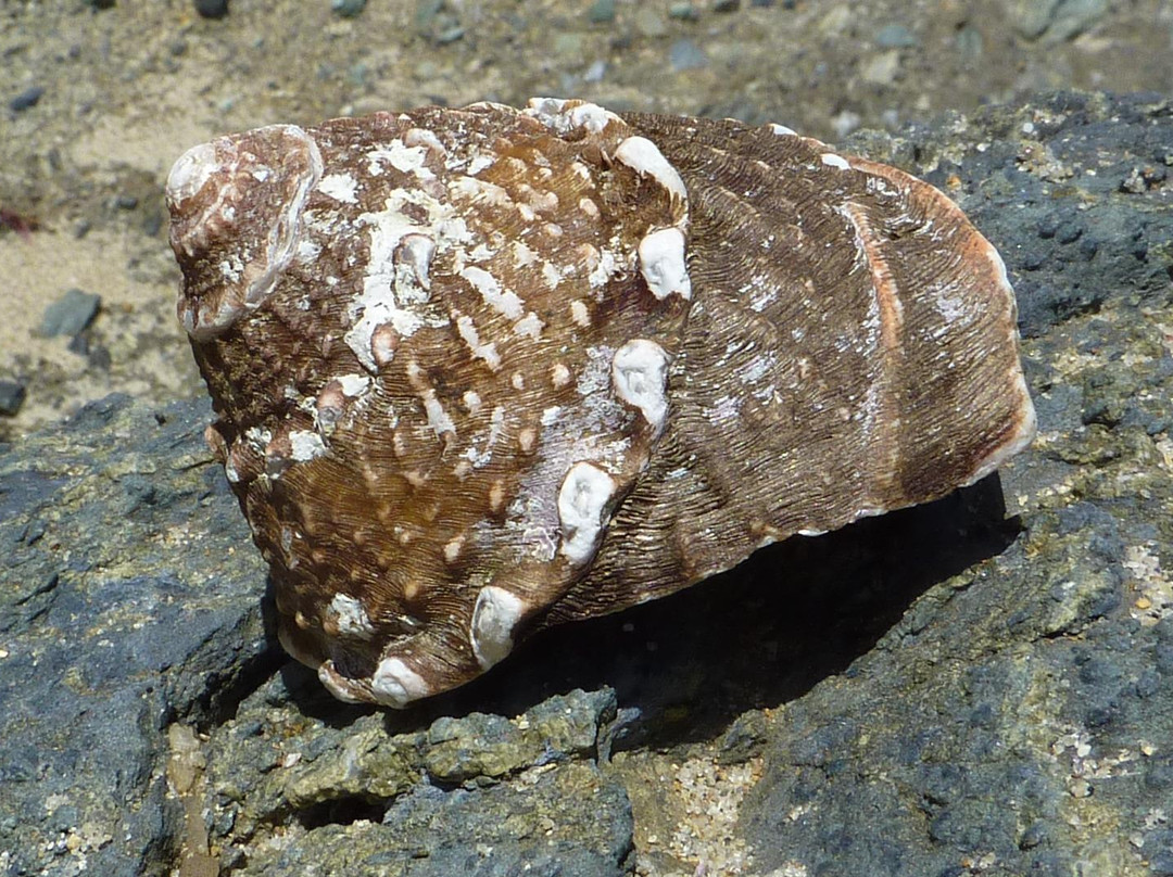 Glenn E. Vedder Ecological Reserve - Underwater Park and Tidepools-拉古纳海滩必去景点