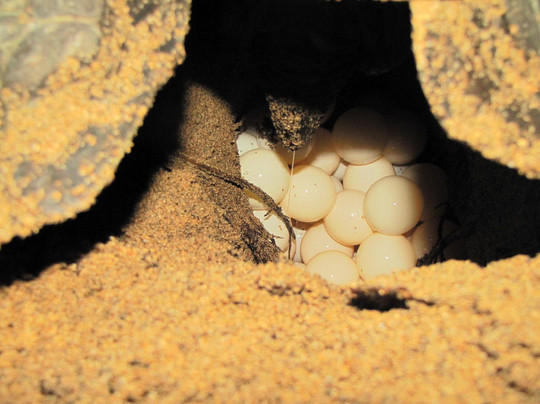 Museu do Mar e da Pesca Artesanal-Morro Peixe必去景点