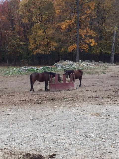 My Saddle Brook Farm-Walden必去景点