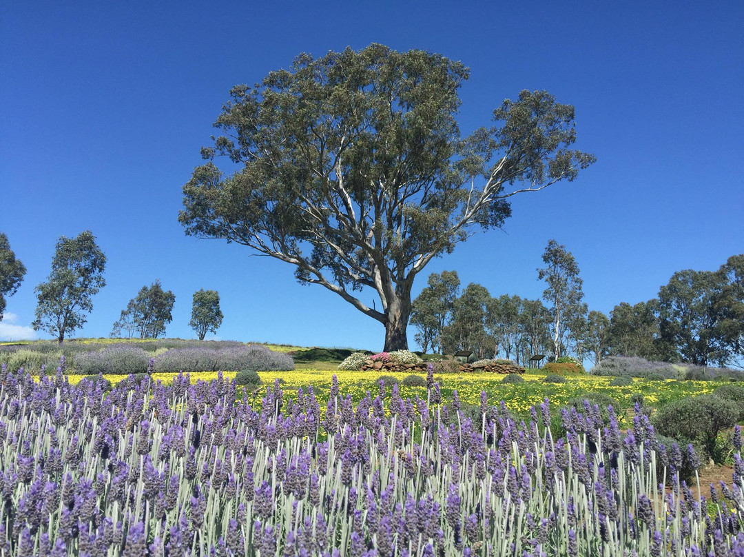 Williamstown旅游攻略图片