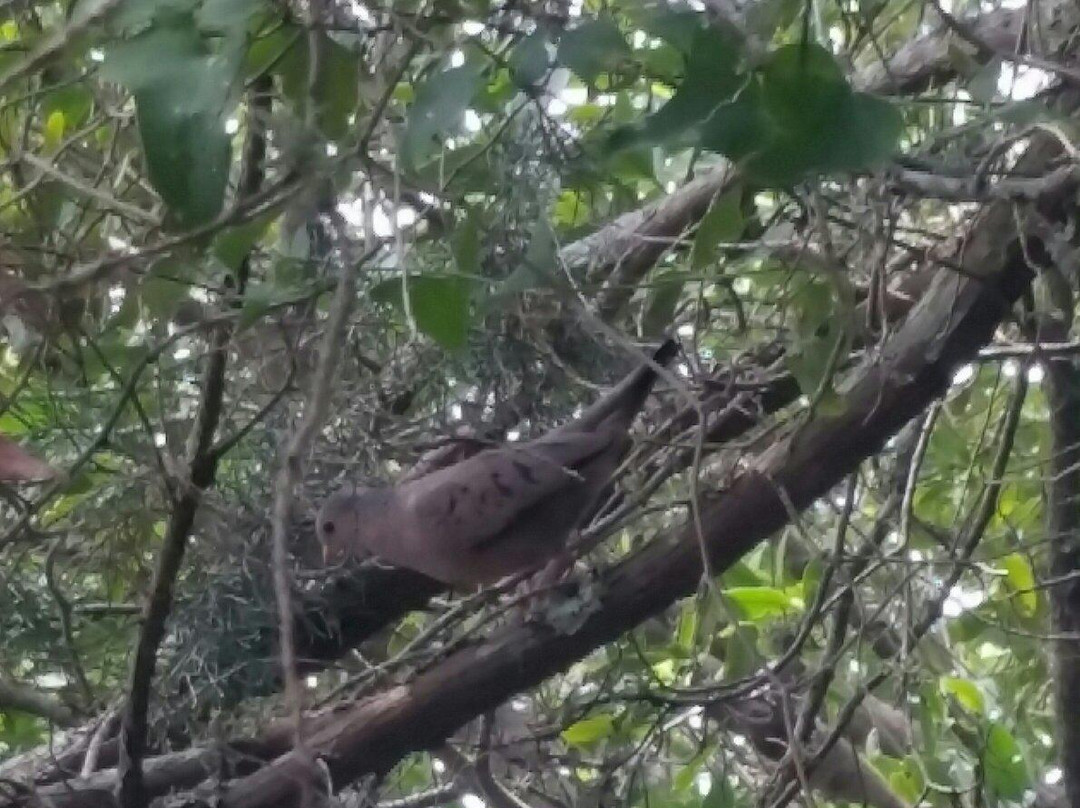 Cedar Key Railroad Trestle Nature Trail-锡达礁必去景点