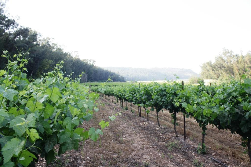 Adulam Winery & Vinyards景点图片