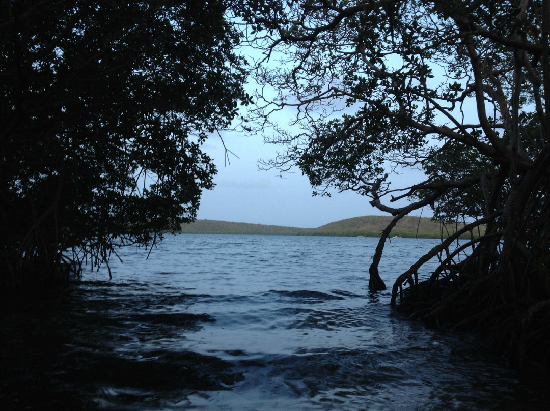 Blue Caribe Kayaks景点图片
