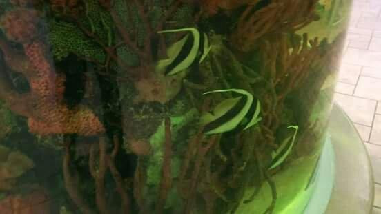 Scheels-斯普林菲尔德必去景点