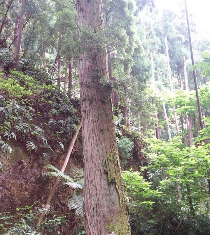 Jose do Canto Forest Garden-富尔纳斯必去景点