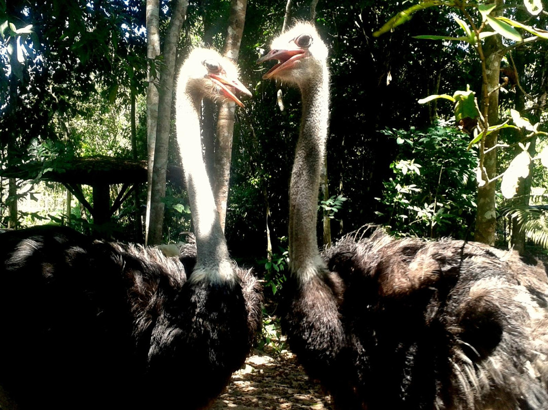 Kemaman Recreation Park and Mini Zoo (Taman Rekreasi dan Mini Zoo Kemaman)-Hulu Chukai必去景点
