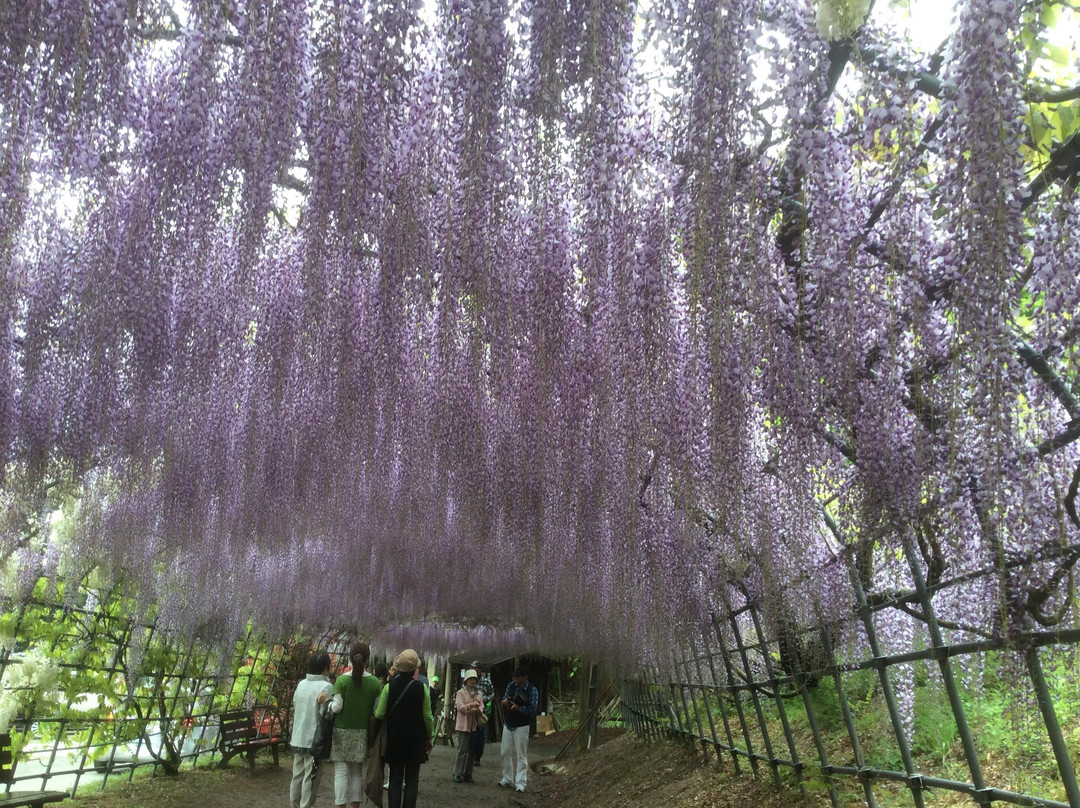 北九州市河内藤园 紫藤赏花景点图片