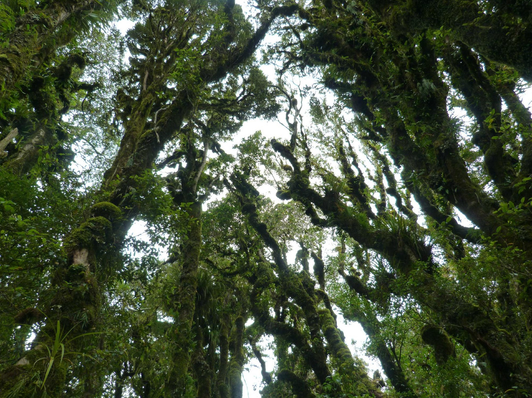The Goblin Forest景点图片