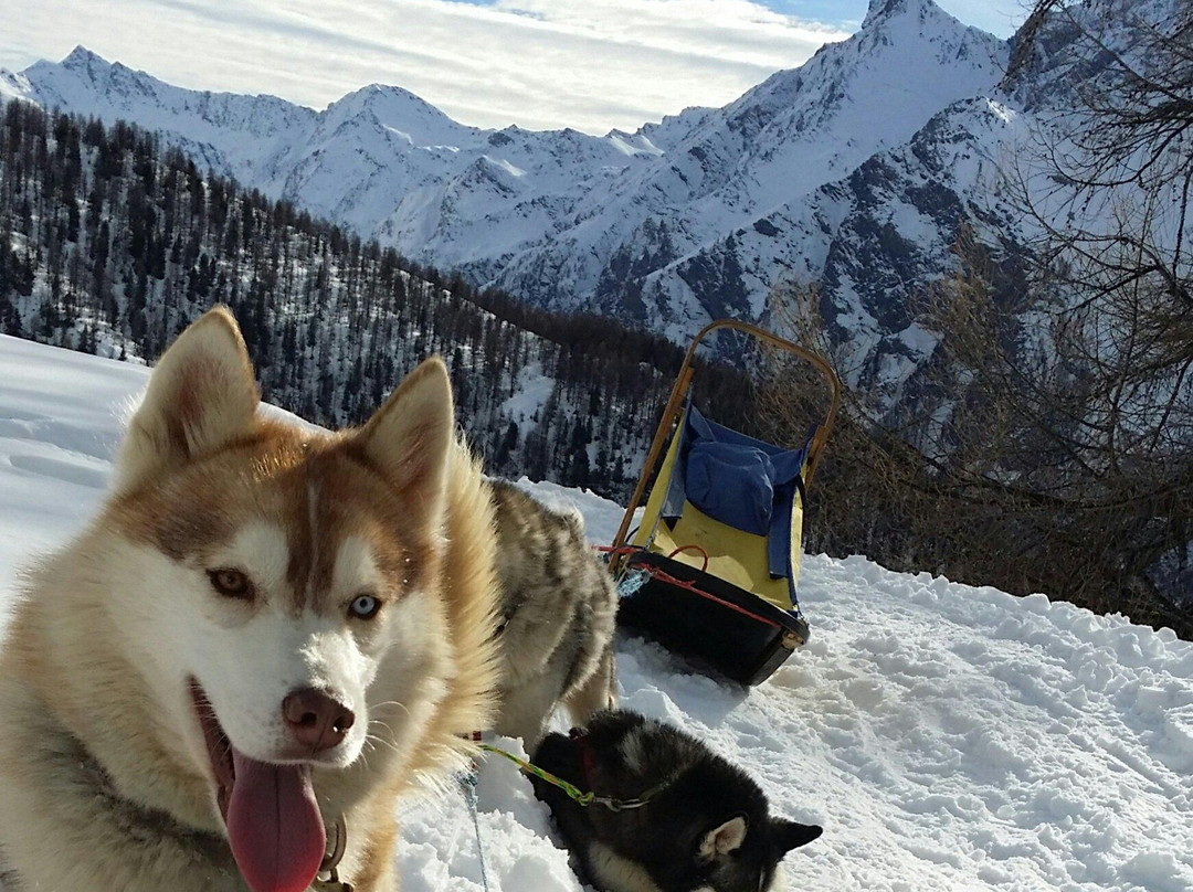 The Husky Experience Sestriere-Sestriere必去景点
